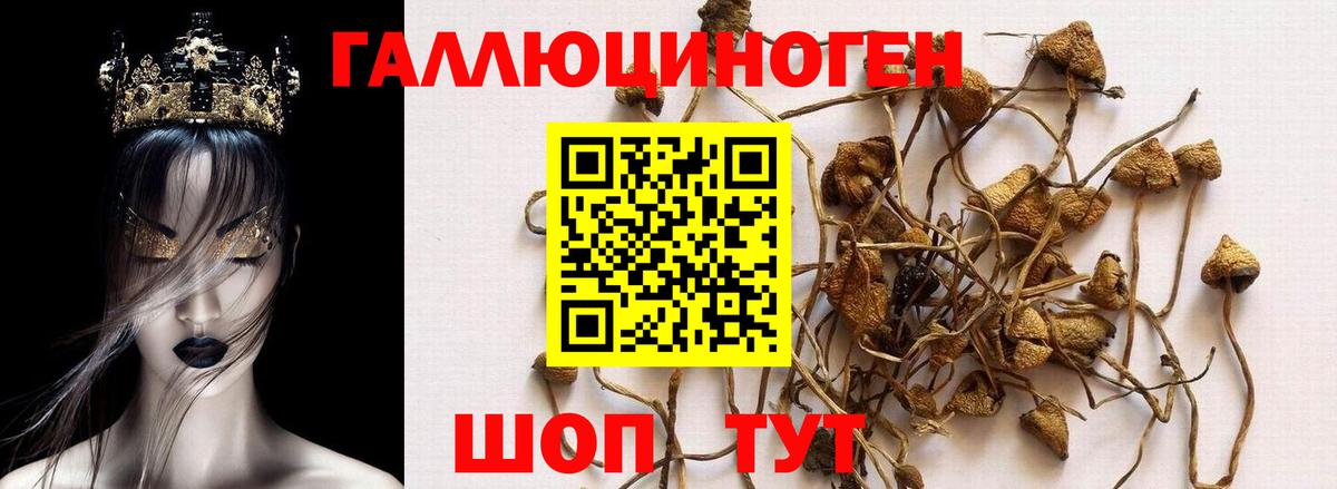 Карачаевск  Галлюциногенные грибы ЛСД  Вход с VPN 
